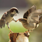 Thumbnail image for When God Puts a Hand over your Mouth