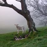 Thumbnail image for Tower of the Flock