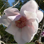 Thumbnail image for The Huntington-Taking a Turn about the Garden