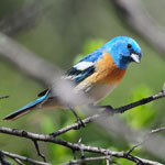 Thumbnail image for Ten Awesome Bird-themed Resources