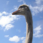 Thumbnail image for The Ostrich and the Overcomer