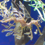 Thumbnail image for Visiting with the Leafy Sea Dragons at the Aquarium of the Pacific