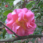 Thumbnail image for The Camellias are in Bloom at Descanso Gardens