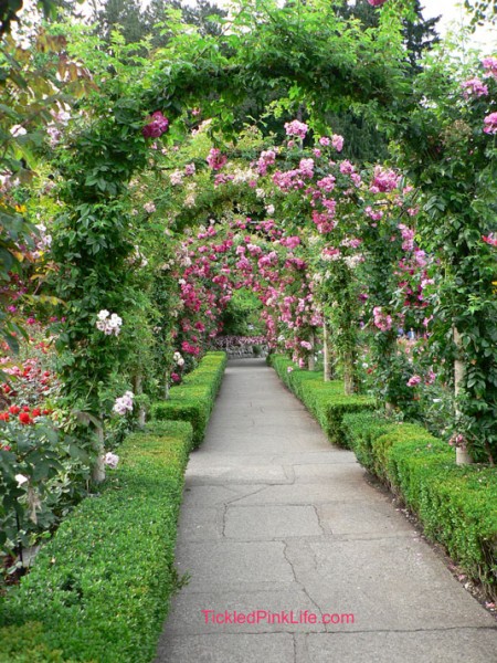 Butchart Gardens Vancouver Island Canada Rose Garden