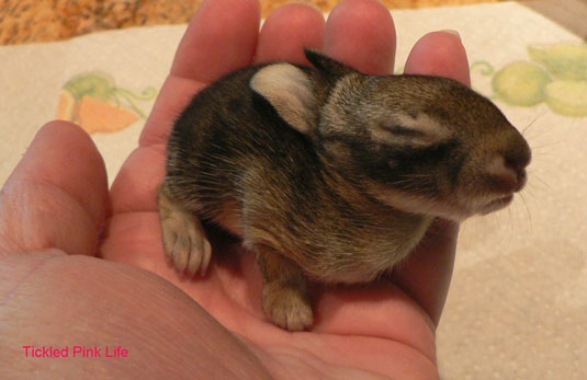 baby rabbit about seven days old still has his eyes closed