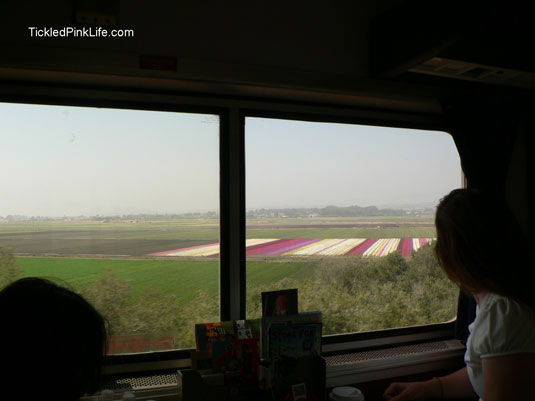 Traveling by train on Amtrak along flower fields