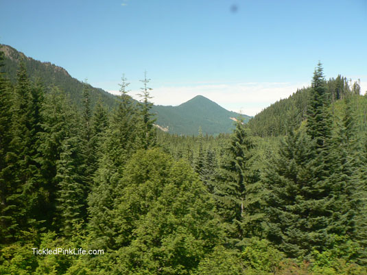go by train mountain pine trees