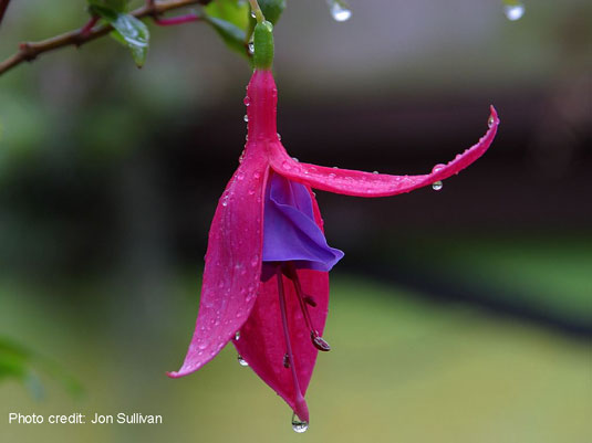 Fuschia Jon Sullivan pdphoto.org